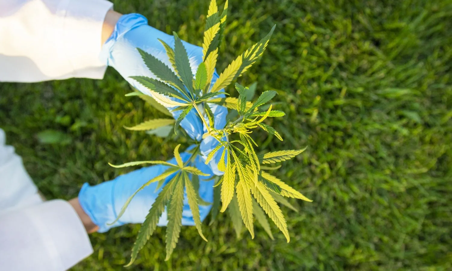 Daun Ganja