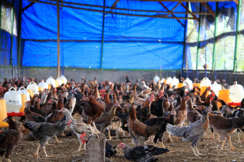 Peternakan ayam