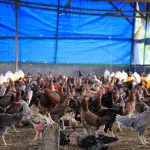 Peternakan ayam
