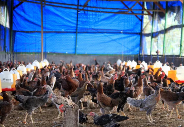Peternakan ayam