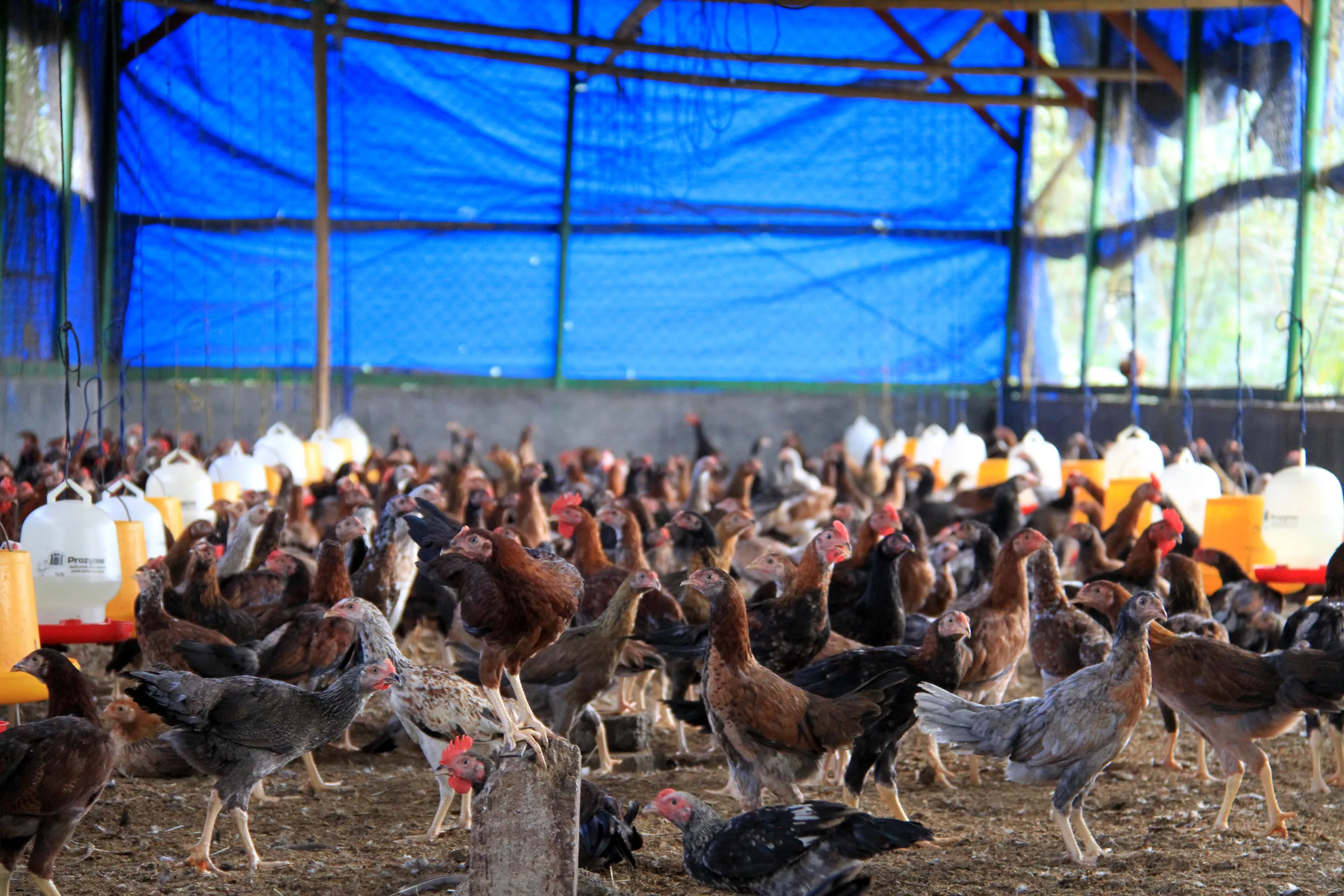 Peternakan ayam