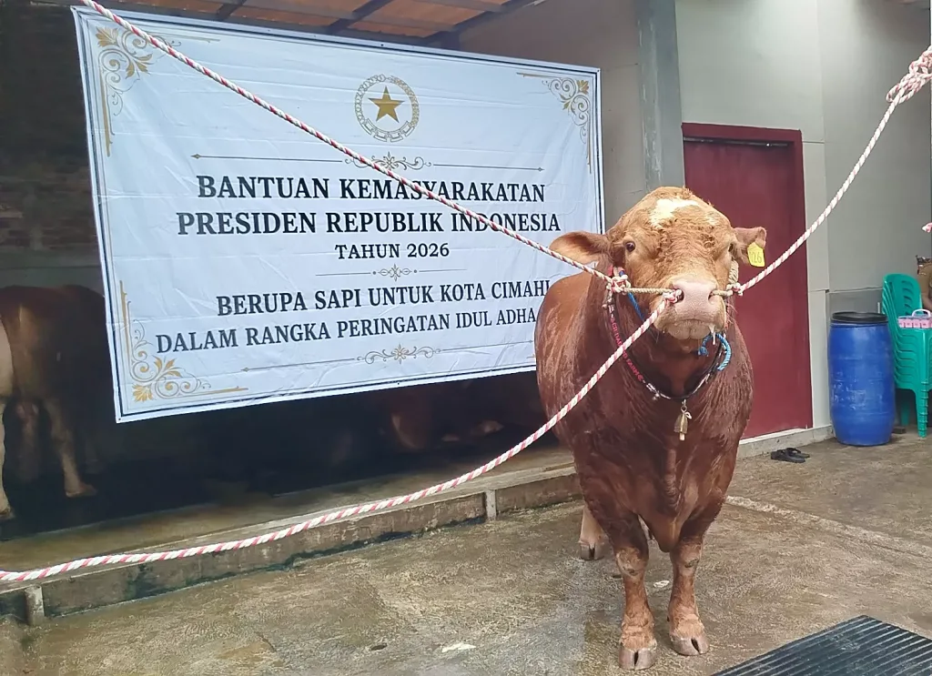 sapi prabowo
