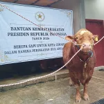 sapi prabowo