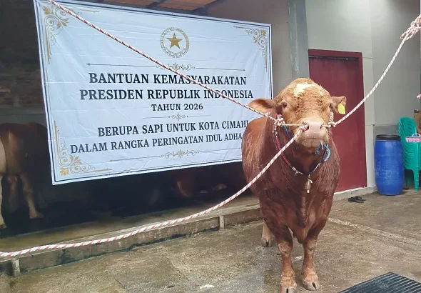 sapi prabowo