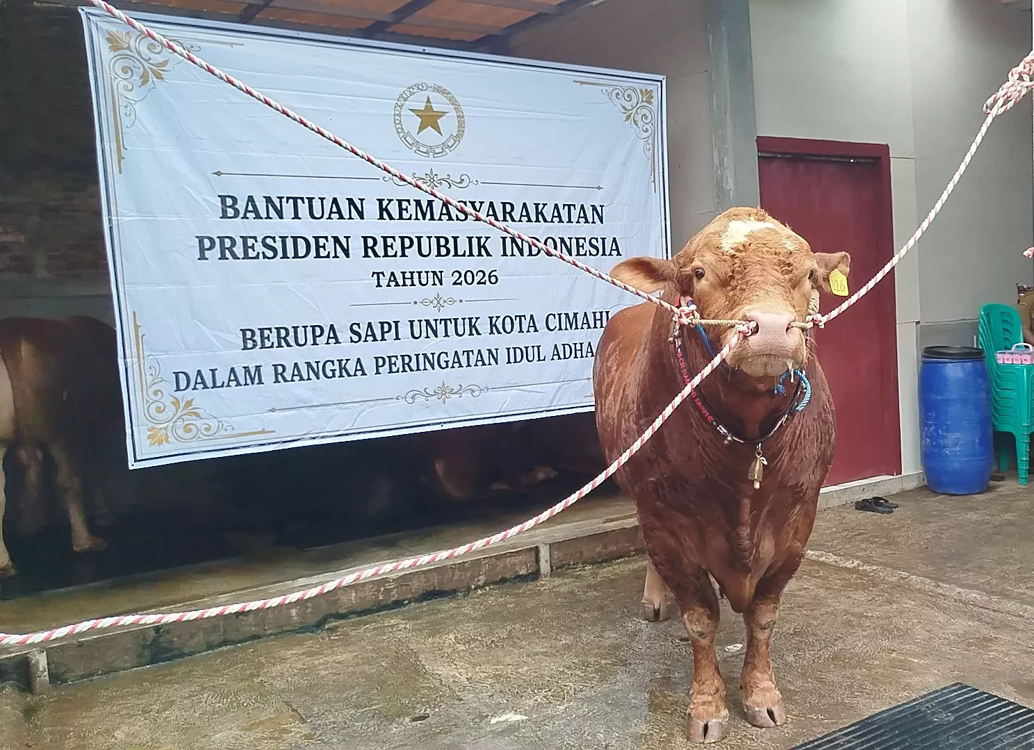 sapi prabowo